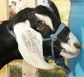 Rope Horse And Goat Halters For Sale, Hand Tied In A Variety Of Colors 