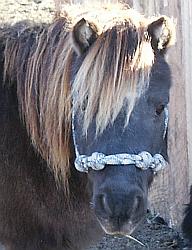 3/8 gauge Rope Halter