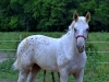 2020 ApHC, Tennessee Walker