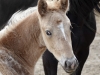 2020 Palomino Blanketed Filly