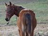 2023 ApHC Filly