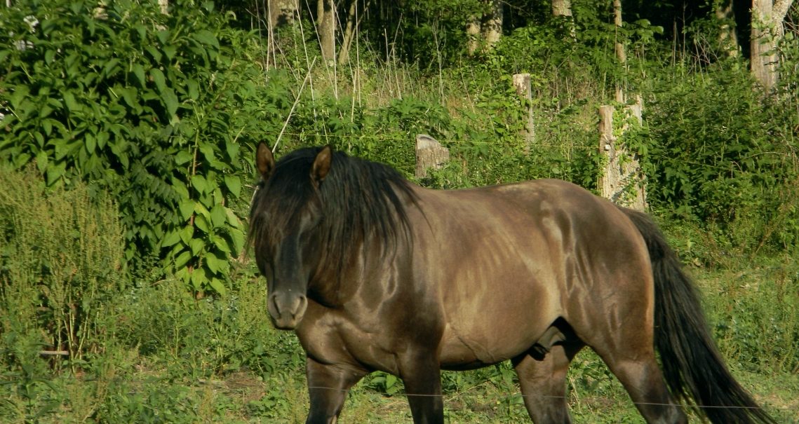AQHA Grullo Stallion