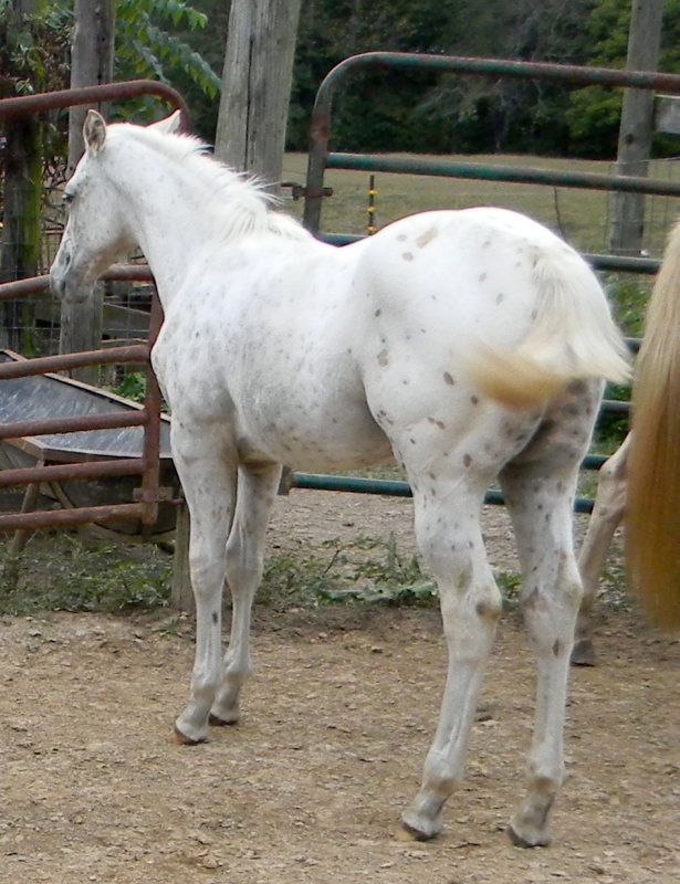 2016 ApHC Palomino Leopard Filly for sale