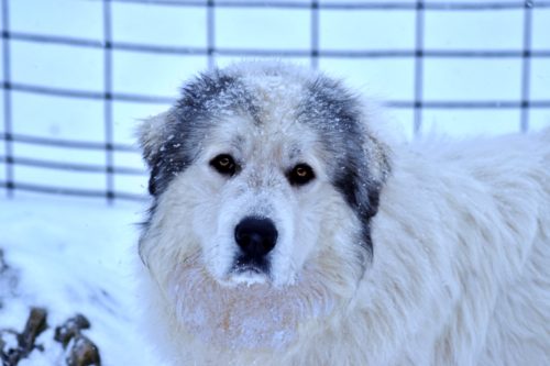Great Pyrenees Male - Orville