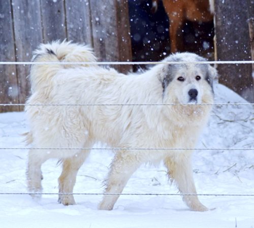 Great Pyrenees Male - Orville