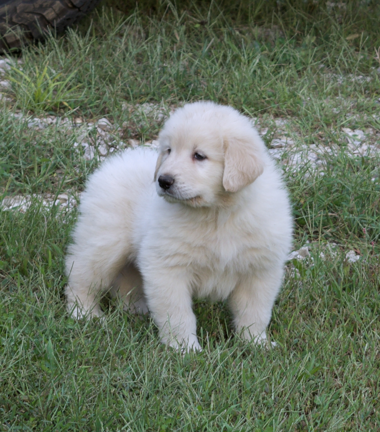 LGD White Male Pup