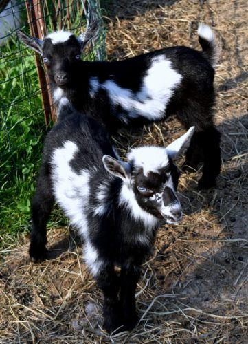 Nigerian Dwarf Goats For Sale