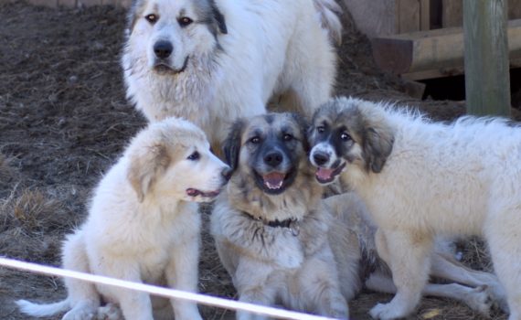 Livestock Guardian Dog Family
