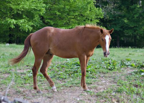 AQHA Chestnut Gelding