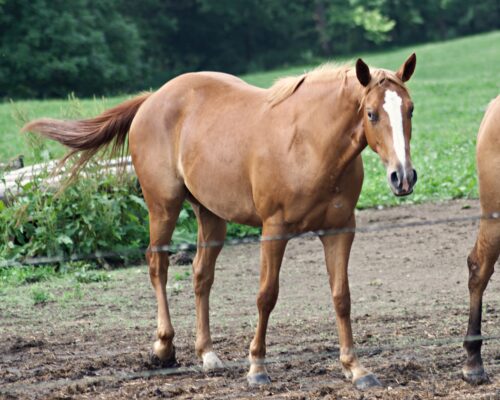 AQHA Chestnut Gelding