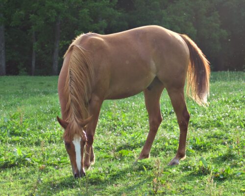 AQHA Chestnut Gelding