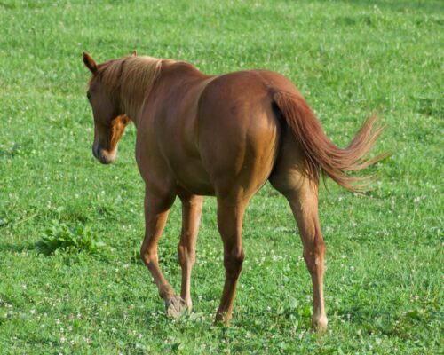 AQHA Chestnut Gelding