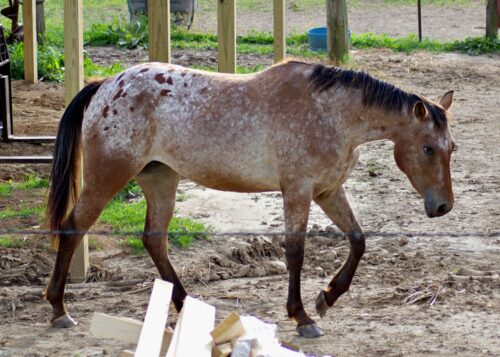 ApHC Bay Roan Blanketed Mare