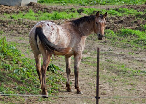 ApHC Bay Roan Blanketed Mare