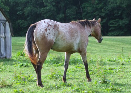 ApHC Bay Roan Blanketed Mare