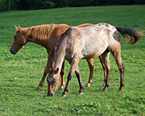 ApHC Bay Roan Blanketed Mare