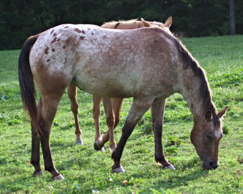 ApHC Bay Roan Blanketed Mare